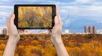 travel concept - tourist photographs yellow woods of Timiryazevskiy park in Moscow city in Russia in autumn on tablet