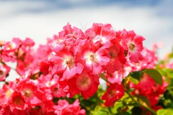 travel to France - pink briar flowers on bush on atlantic coast in Paimpol town in Cotes-d'Armor department of Brittany in summer