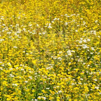travel to France - meadow from white and yellow chamomile flowers on atlantic coast in Paimpol town in Cotes-d'Armor department of Brittany in summer