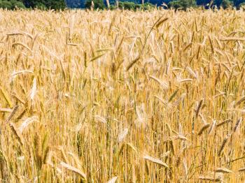 country landscape - field with yellow rye ears in Bavaria in summer day in Germany