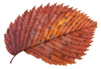 pied red autumn leaf of elm tree isolated on white background