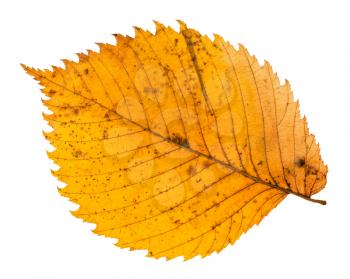 back side of yellow fallen leaf of elm tree isolated on white background