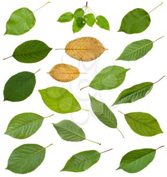 set of various leaves of prunus trees isolated on white background