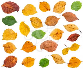 set of various leaves of elm trees isolated on white background