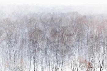 aerial view of birch grove in forest in snowfall in cold winter day