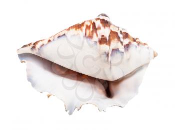 empty shell of dark brown muricidae mollusc isolated on white background