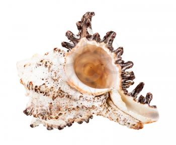 empty conch of white muricidae mollusk isolated on white background
