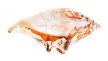 empty shell of sea snail isolated on white background
