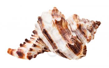brown striped shell of muricidae mollusc isolated on white background
