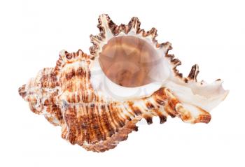 empty conch of brown muricidae mollusk isolated on white background