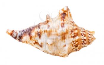 shell of sea mollusk isolated on white background