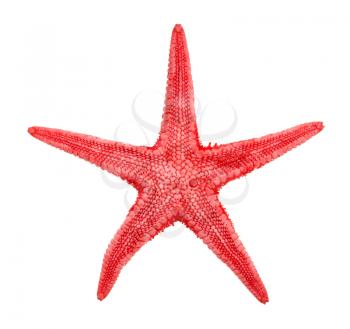 dried red starfish (sea star) isolated on white background