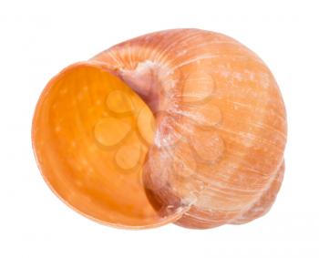 empty orange shell of snail isolated on white background