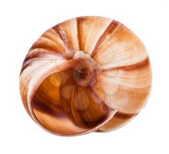 empty shell of roman snail isolated on white background