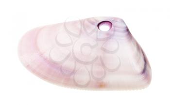 purple shell of clam perforated for making beads isolated on white background
