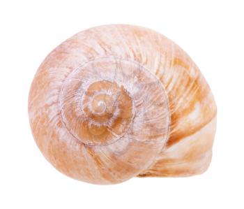 helix shell of land snail isolated on white background