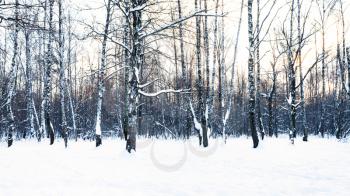 panoramic view of birch grove in snow-covered urban park in winter dusk