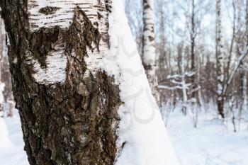 snow-covered cracked bark of old tree in birch grove of urban park in winter twilight