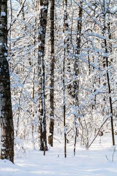 snowy woods in forest of Timiryazevskiy park of Moscow city in sunny winter day