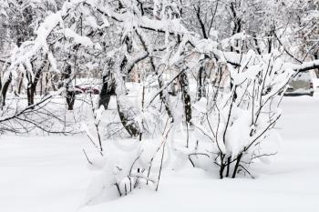 snow-covered shrubs and trees in public urban garden in Moscow city in winter snowfall