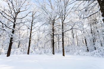 oaks at snow-covered glade in Timiryazevskiy forest park of Moscow city in sunny winter morning