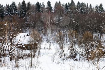 old typical rural house at the edge of forest in russian village in winter snowfall in Smolensk region of Russia