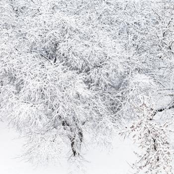 top view of snow covered apple trees in garden in Moscow in winter