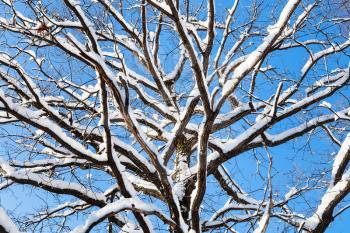 bottom view of snow-covered top of oak tree in forest of Timiryazevskiy park of Moscow city in sunny winter day