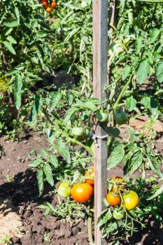 tomato bush tied to wooden pole in vegetable garden in sunny summer day in Kuban region of Russia