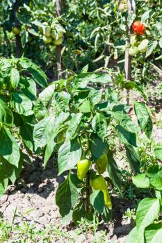 bell pepper and tomato bush in vegetable garden in sunny summer day in Kuban region of Russia