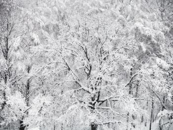 above view of snowy oak tree in snowfall in woods of Timiryazevskiy park in Moscow in winter