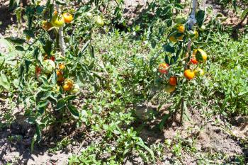tomato bushes in vegetable garden in sunny summer day in Kuban region of Russia
