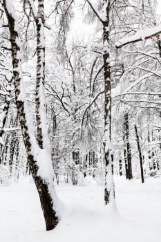 snowy birches and other trees in winter forest of Timiryazevskiy park in Moscow city