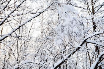 snow-covered branches in Timiryazevskiy forest park of Moscow city in sunny winter morning