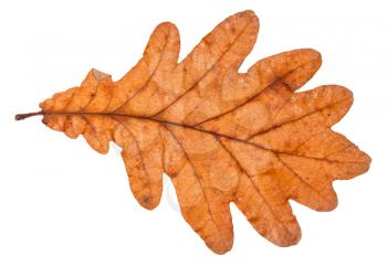 back side of fallen leaf of oak tree isolated on white background
