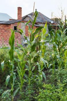 corn bushes in country garden in summer evening in Kuban region of Russia