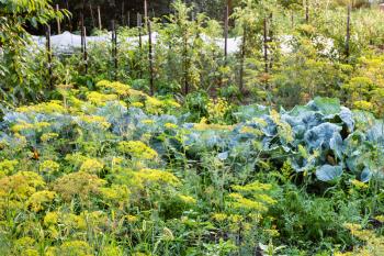 green vegetable garden with dill herb, cabbage, tomato bushes and hotbed after rain in summer evening day in Kuban region of Russia