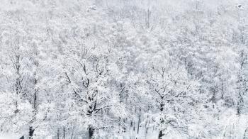 panoramic view of snow covered oak grove in forest of Timiryazevskiy park in Moscow in winter