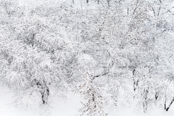 above view of snow covered cherry and apple trees in garden in Moscow in winter