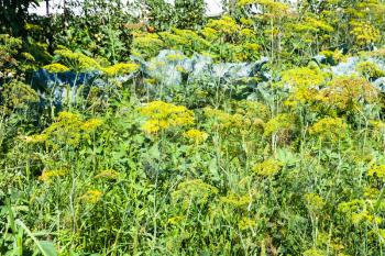 overgrown green vegetable garden with hotbed in sunny summer day in Kuban region of Russia