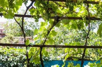 shady vineyard on backyard of country house in sunny summer day in Kuban region of Russia