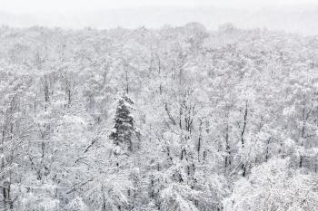 above view of snow covered trees in forest of Timiryazevskiy park in Moscow in winter