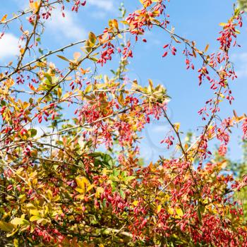 colorful barberry bush with ripe fruits in sunny autumn day