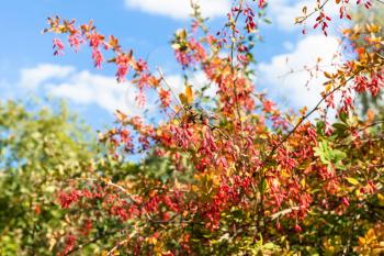 colorful branches of barberry bush with ripe fruits in sunny autumn day