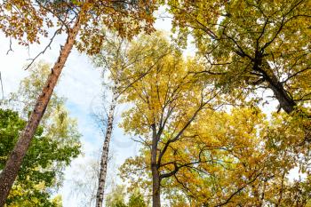 bottom view of tops of pine, birch, oak trees in forest of Timiryazevsky Park in sunny october day