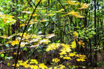 yellow autumn maple leaves illuminated by sun in forest of Timiryazevsky Park in sunny october day