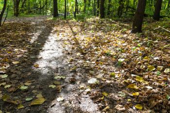 leaf litter on path illuminated by sun in forest of Timiryazevsky Park in sunny october day