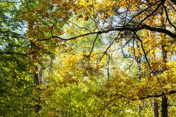 oak branch lit by sun in dense forest in Timiryazevsky Park in sunny october day