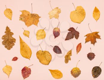 collage from many dried autumn fallen leaves on pink pastel paper background