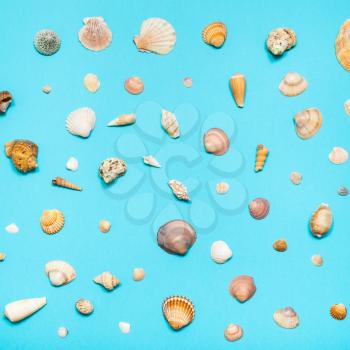 various natural dried sea shells on turquoise blue colour pastel paper